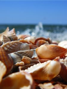 Preview wallpaper shells, sea, shore