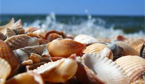 Preview wallpaper shells, sea, shore