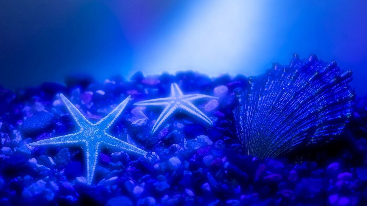 Wallpaper shells, starfish, underwater