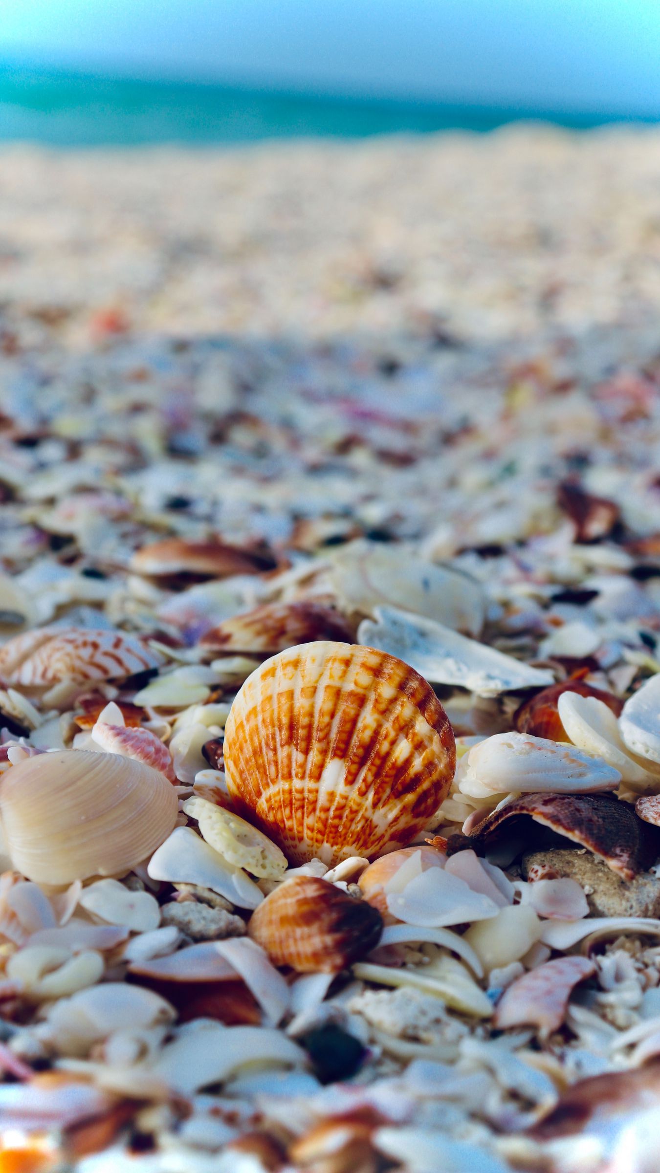 Download wallpaper 1350x2400 shells the beach sea the rest iphone  876s6 for parallax hd background