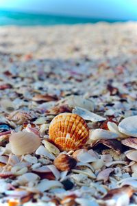 Preview wallpaper shells, the beach, sea, the rest