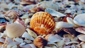 Preview wallpaper shells, the beach, sea, the rest