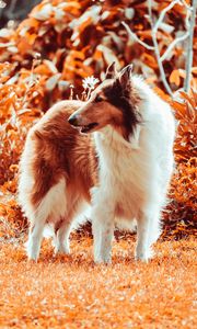 Preview wallpaper sheltie, dog, fluffy, pet, animal