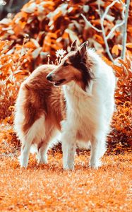 Preview wallpaper sheltie, dog, fluffy, pet, animal