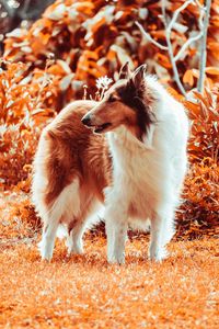 Preview wallpaper sheltie, dog, fluffy, pet, animal