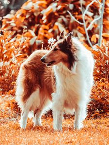 Preview wallpaper sheltie, dog, fluffy, pet, animal