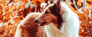 Preview wallpaper sheltie, dog, fluffy, pet, animal