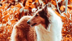 Preview wallpaper sheltie, dog, fluffy, pet, animal