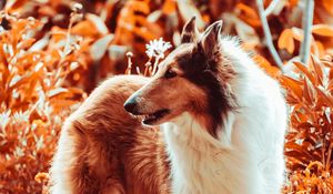 Preview wallpaper sheltie, dog, fluffy, pet, animal