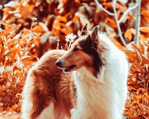 Preview wallpaper sheltie, dog, fluffy, pet, animal