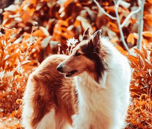 Preview wallpaper sheltie, dog, fluffy, pet, animal