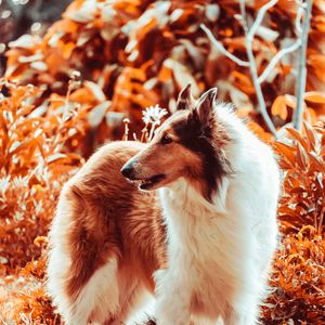 Preview wallpaper sheltie, dog, fluffy, pet, animal