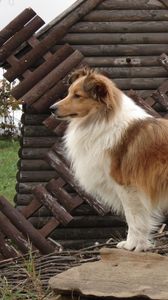 Preview wallpaper sheltie, dog, fluffy, beautiful