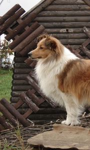 Preview wallpaper sheltie, dog, fluffy, beautiful