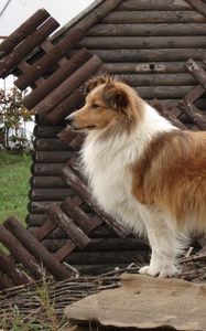 Preview wallpaper sheltie, dog, fluffy, beautiful