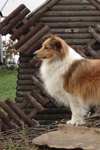 Preview wallpaper sheltie, dog, fluffy, beautiful