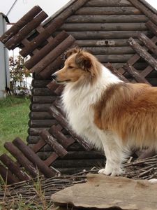 Preview wallpaper sheltie, dog, fluffy, beautiful