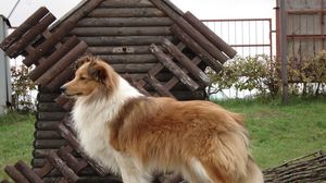 Preview wallpaper sheltie, dog, fluffy, beautiful