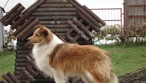 Preview wallpaper sheltie, dog, fluffy, beautiful