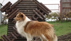 Preview wallpaper sheltie, dog, fluffy, beautiful