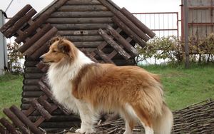 Preview wallpaper sheltie, dog, fluffy, beautiful