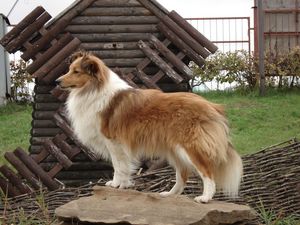 Preview wallpaper sheltie, dog, fluffy, beautiful