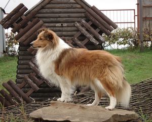 Preview wallpaper sheltie, dog, fluffy, beautiful