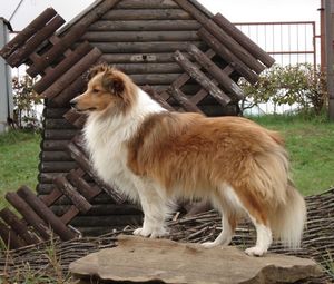 Preview wallpaper sheltie, dog, fluffy, beautiful