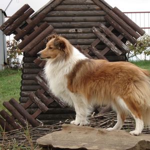 Preview wallpaper sheltie, dog, fluffy, beautiful