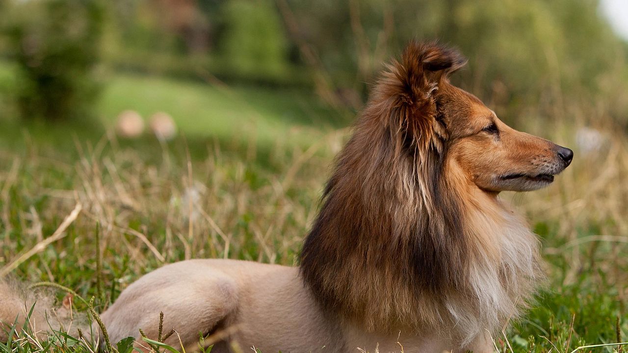 Wallpaper sheltie, dog, fur, snout