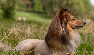 Preview wallpaper sheltie, dog, fur, snout