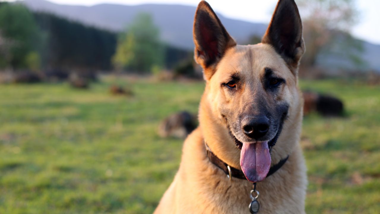 Wallpaper shepherd dog, dog, animal, protruding tongue