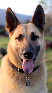 Preview wallpaper shepherd dog, dog, animal, protruding tongue
