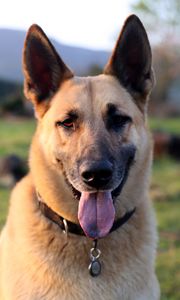 Preview wallpaper shepherd dog, dog, animal, protruding tongue