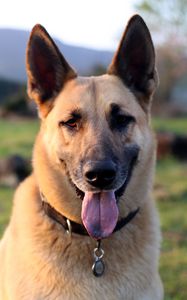 Preview wallpaper shepherd dog, dog, animal, protruding tongue