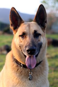 Preview wallpaper shepherd dog, dog, animal, protruding tongue