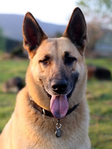 Preview wallpaper shepherd dog, dog, animal, protruding tongue