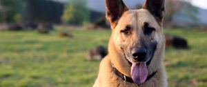 Preview wallpaper shepherd dog, dog, animal, protruding tongue