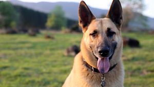 Preview wallpaper shepherd dog, dog, animal, protruding tongue