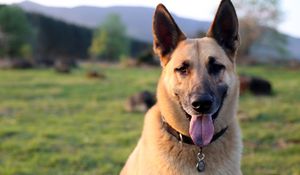 Preview wallpaper shepherd dog, dog, animal, protruding tongue