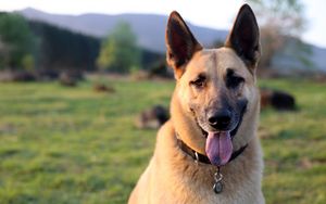 Preview wallpaper shepherd dog, dog, animal, protruding tongue