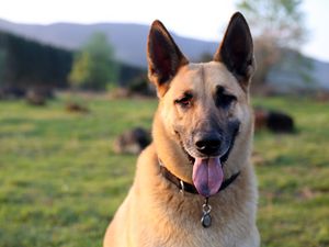 Preview wallpaper shepherd dog, dog, animal, protruding tongue