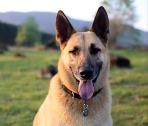 Preview wallpaper shepherd dog, dog, animal, protruding tongue