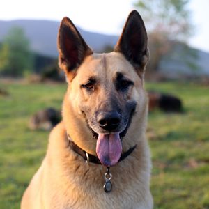 Preview wallpaper shepherd dog, dog, animal, protruding tongue