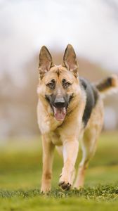 Preview wallpaper shepherd dog, dog, pet, protruding tongue