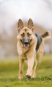 Preview wallpaper shepherd dog, dog, pet, protruding tongue