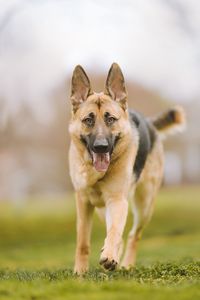 Preview wallpaper shepherd dog, dog, pet, protruding tongue