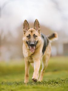 Preview wallpaper shepherd dog, dog, pet, protruding tongue