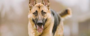 Preview wallpaper shepherd dog, dog, pet, protruding tongue