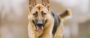 Preview wallpaper shepherd dog, dog, pet, protruding tongue